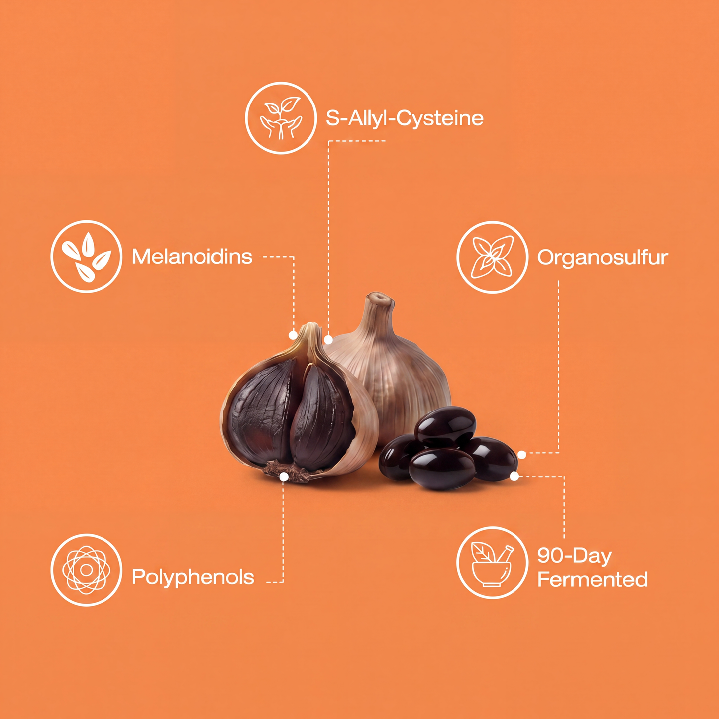 Fermented Black Garlic Extract